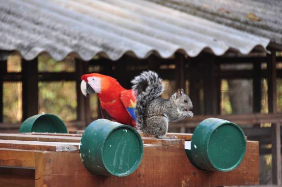 Arara e esquilo dividem o mesmo puleiro nas ruínas mayas de Copán, em Honduras